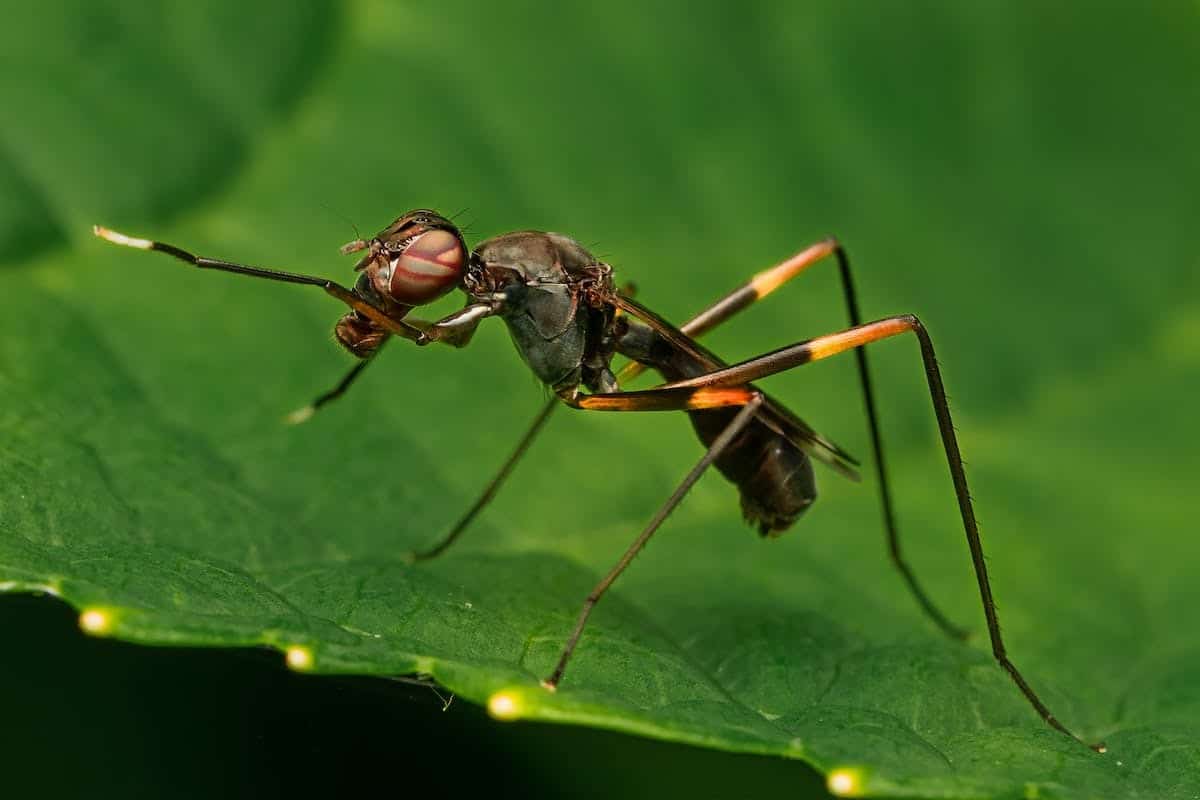 Identifier les insectes avec précision : Les meilleurs outils gratuits pour reconnaître les espèces