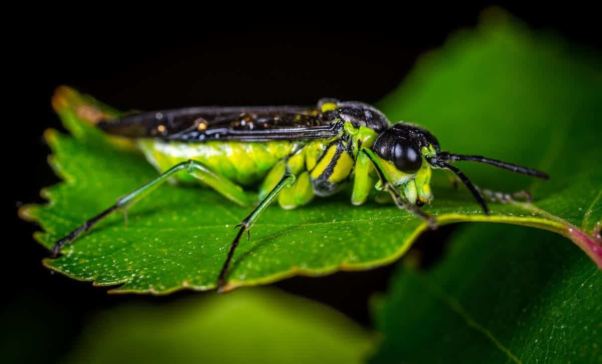 insectes  identification