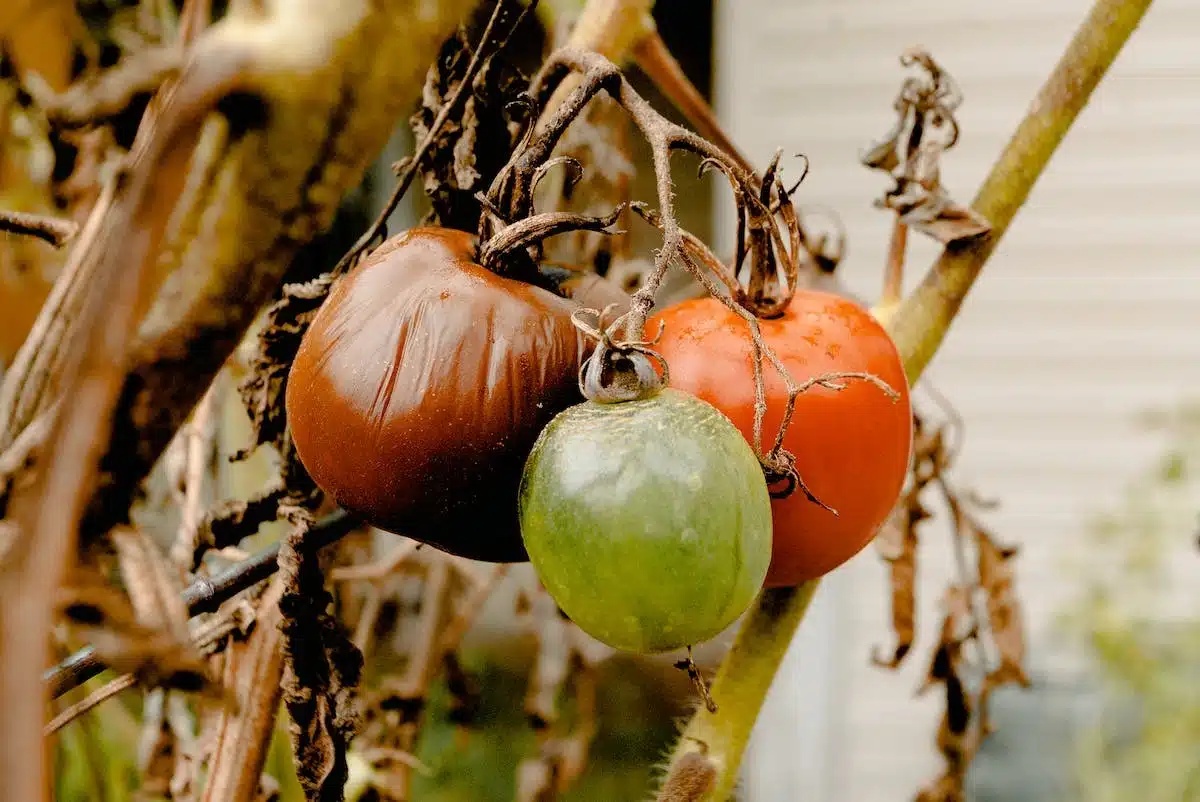 Comprendre l’impact du compost sur l’environnement et la biodiversité