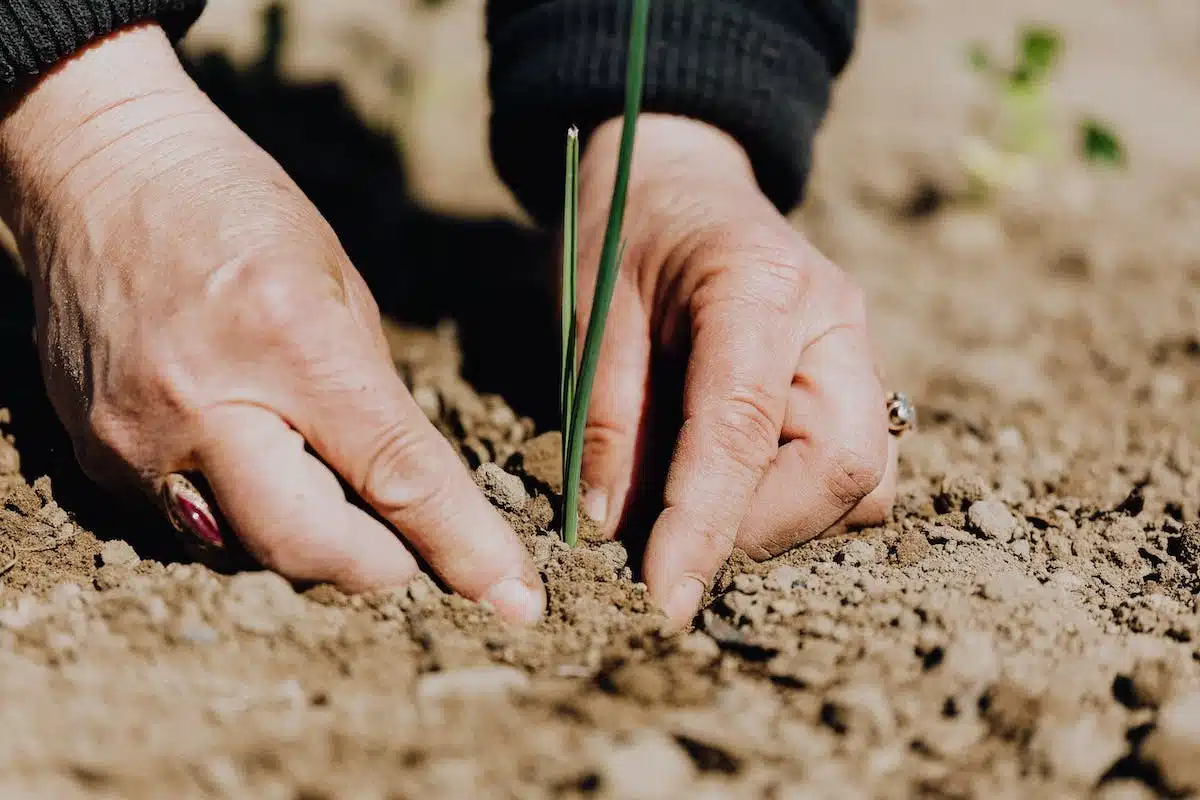 compost  biodiversité